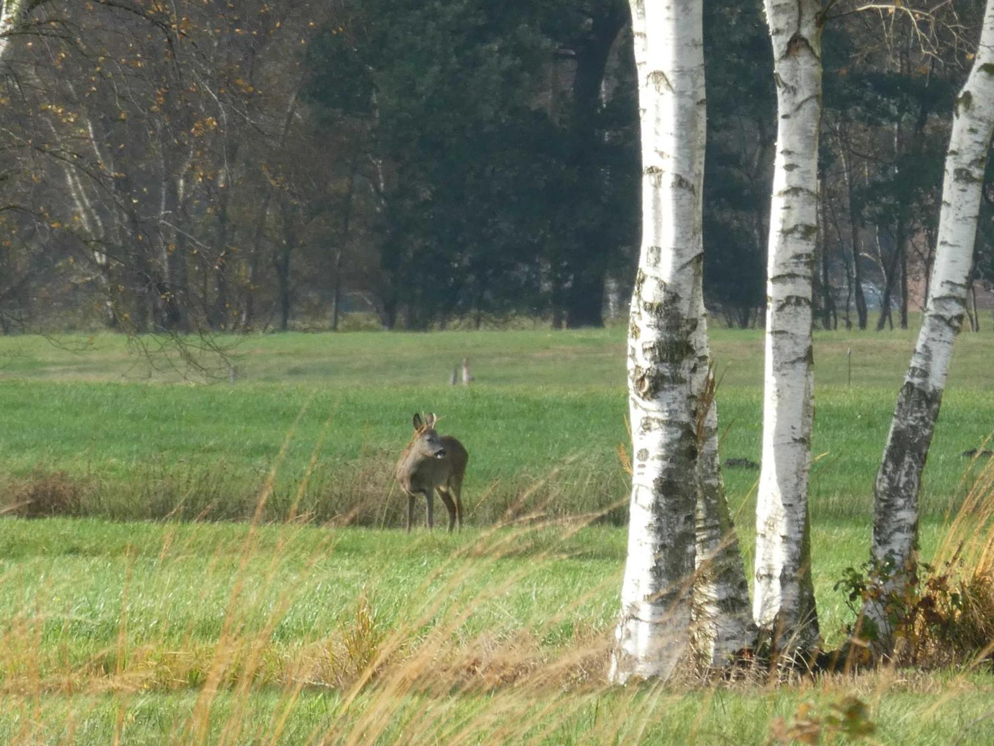 Herzfeldhof Worpswede Esterno foto